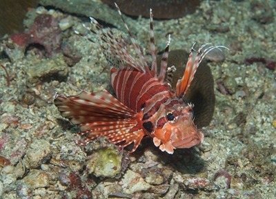 Lion fish on a coral reef