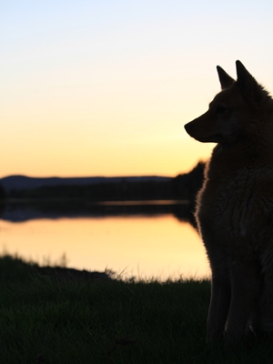 Dog at dusk 