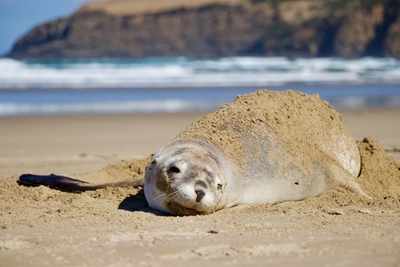 Seal on a beach in New Zealand