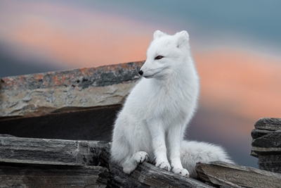 Arktisk räv i vit kostym