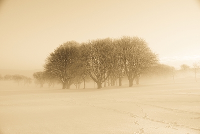 Trees in snow and mist