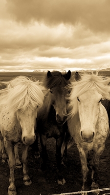 Tre små hester