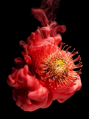Blume unter Wasser – Rot