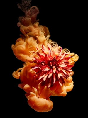 Blume unter Wasser – Orange