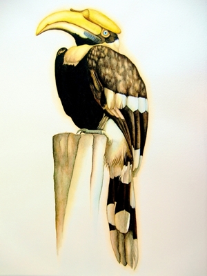 Great Hornbill 