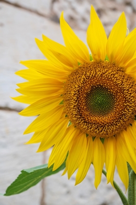 Leuchtend gelbe Sonnenblume