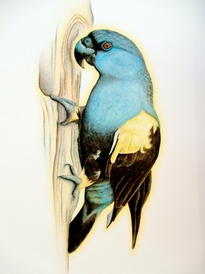 Papagaio-de-papo-azul
