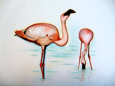 Flamingoer
