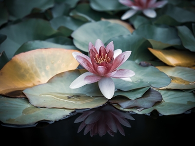 Reflection of a water lily