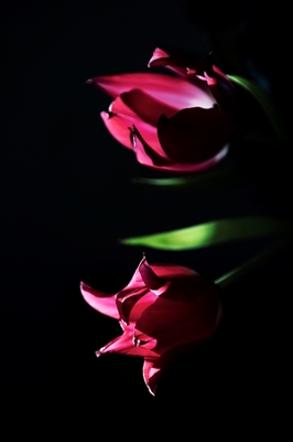 Tulipantre mot mørk bakgrunn