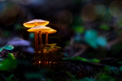 Funghi nel bosco incantato