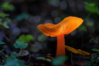 Sienet lumotussa metsässä