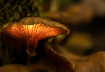 Sienet lumotussa metsässä