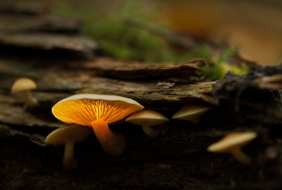 Glowing mushroom