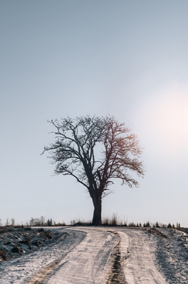 Yksinäinen talvipuu