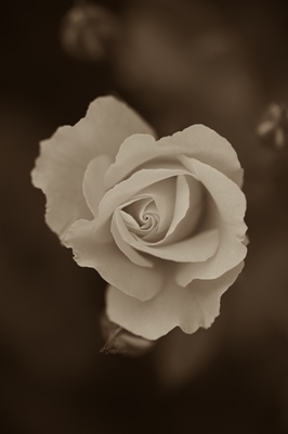 Rose in Sepia