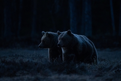 Les ours à l’heure bleue