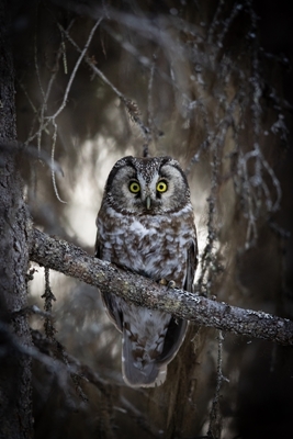 Boreal owl in spruce