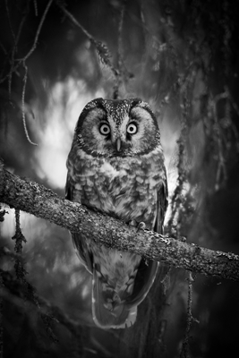 Boreal owl in spruce II