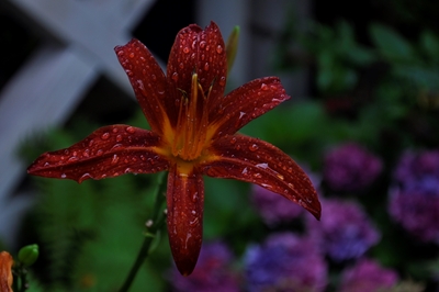 Rote Blume im Garten