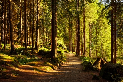 Sentier forestier en Bavière