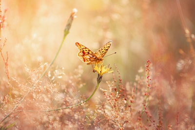 Butterfly skjønnhet 