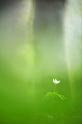 De eenzame witte anemoon