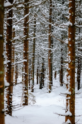 Árvores de neve