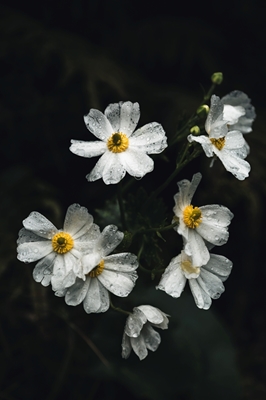 Flora montana della Nuova Zelanda