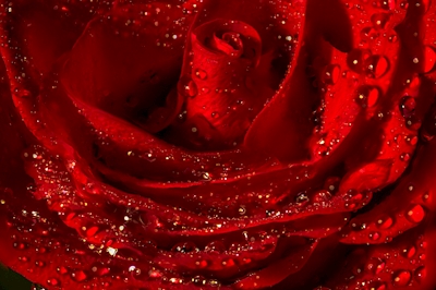 Rose rouge en gros plan