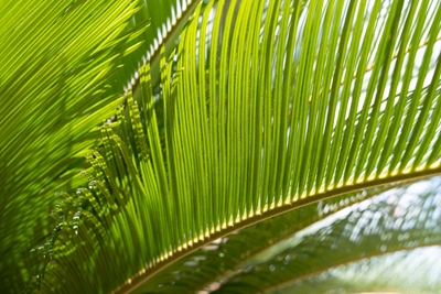 Hojas verdes de helecho palmero