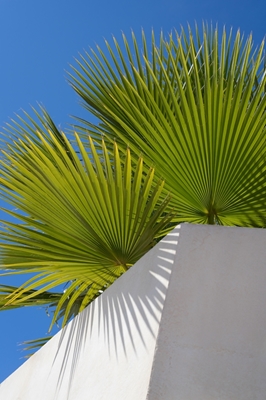 Groene palmbladeren en blauwe hemel