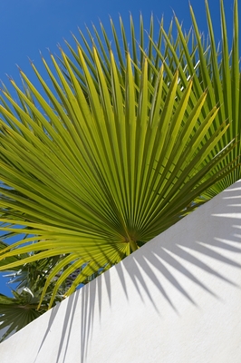 Green palm leaf and blue sky