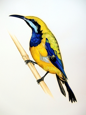 Orangebauch-Blattvogel 