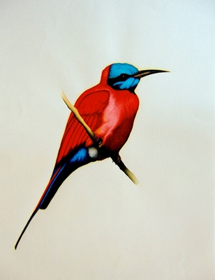 Northern carmine bee-eater 