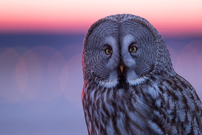 Great Grey owl at dawn