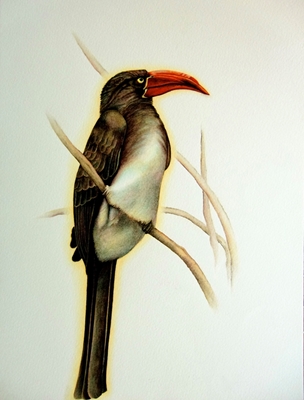 Crowned hornbill 
