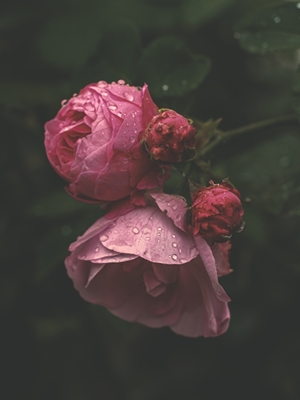 Rose i regnet