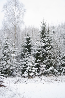Snöig skog