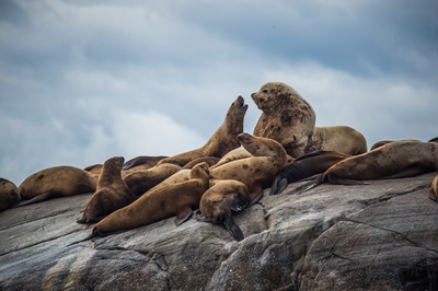 Lions de mer sur un rocher