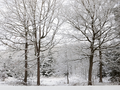 Vinter Wald