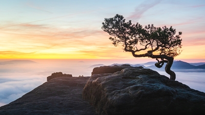 Pine tree at sunrise