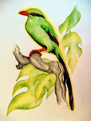 Common green magpie 