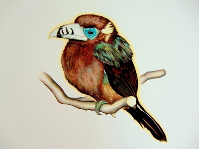 Spot-billed toucanet 