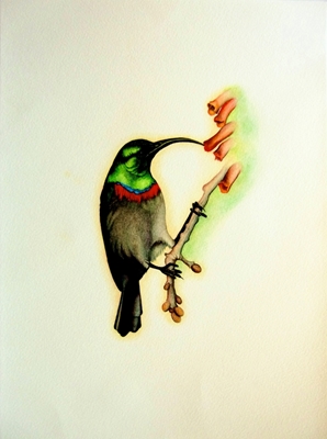 Kapnektarvogel 