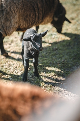 little easter lamb