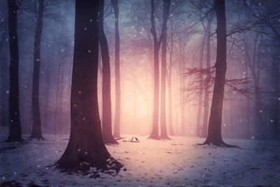 Förtrollad skog på vintern