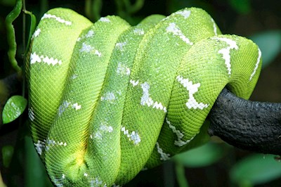 Serpiente Verde