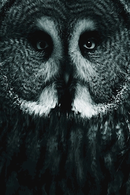 Great Grey Owl, Black & White
