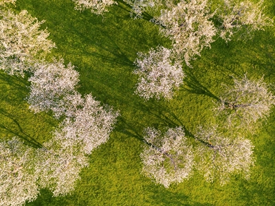 Kwitnące drzewo Jura Szwabska